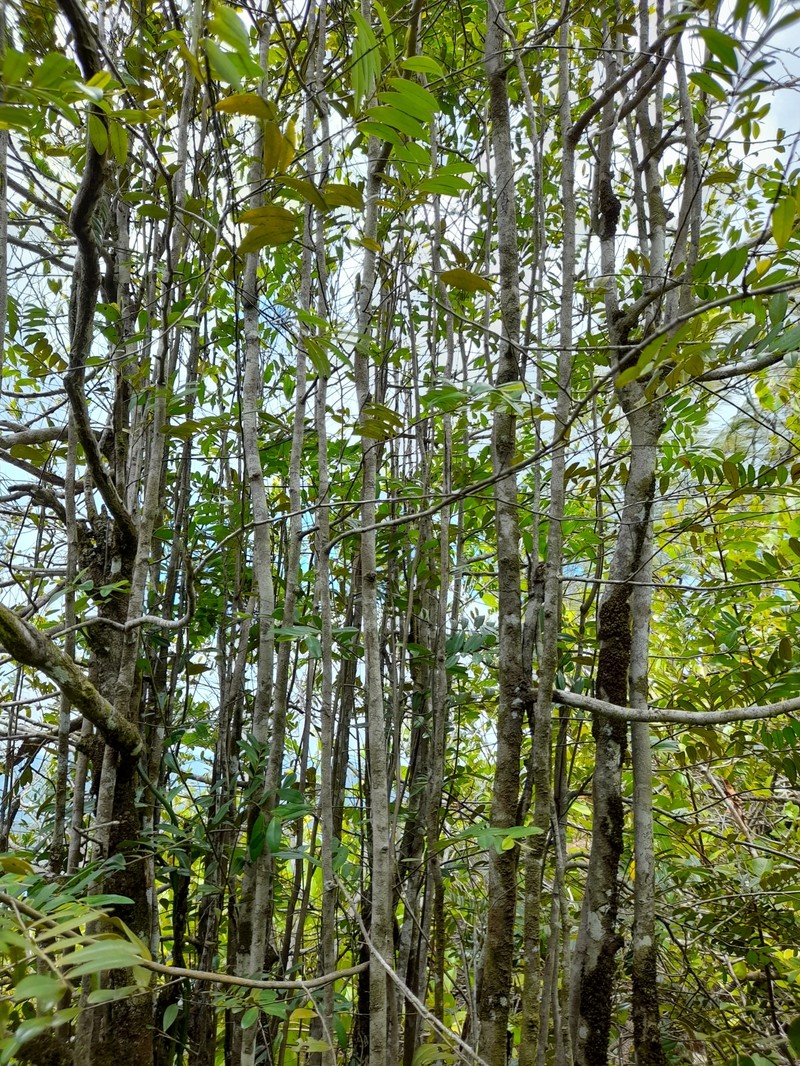 Diospyros boiviniana photo 4