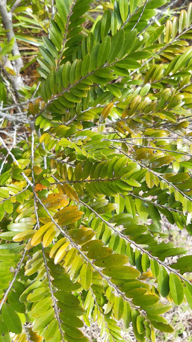 Diospyros boiviniana photo 5