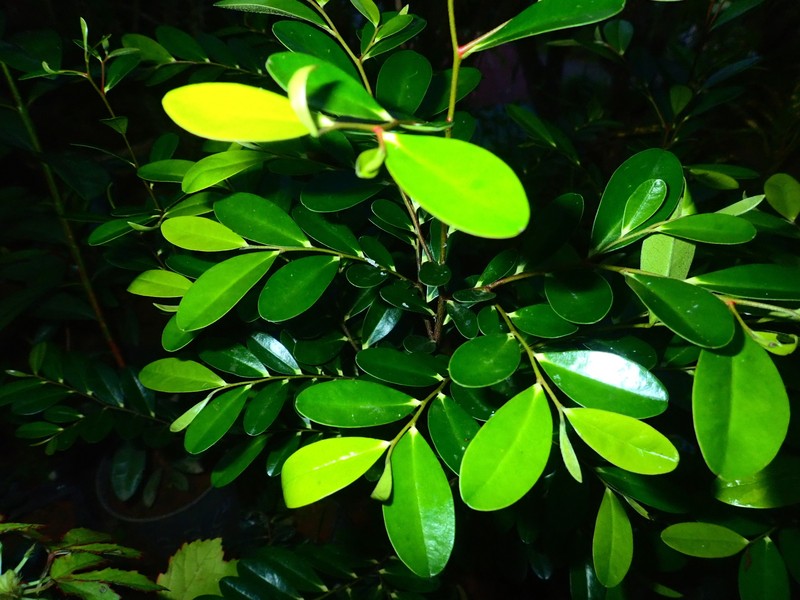 Diospyros boiviniana photo 6
