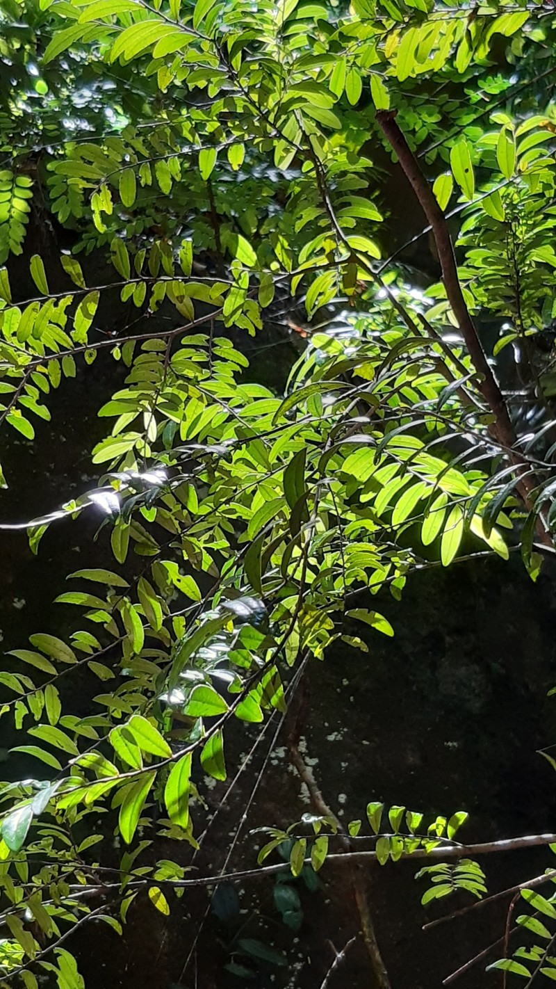 Diospyros boiviniana photo 7