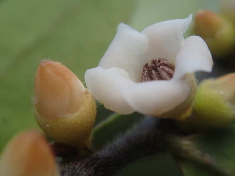 Diospyros boiviniana photo 8