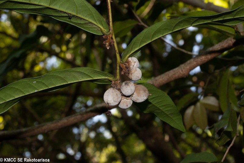 Diospyros boivinii