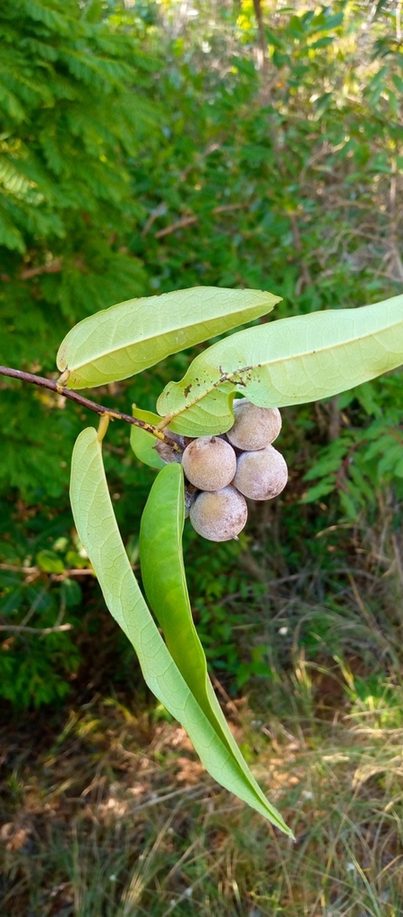 Diospyros boivinii photo 2
