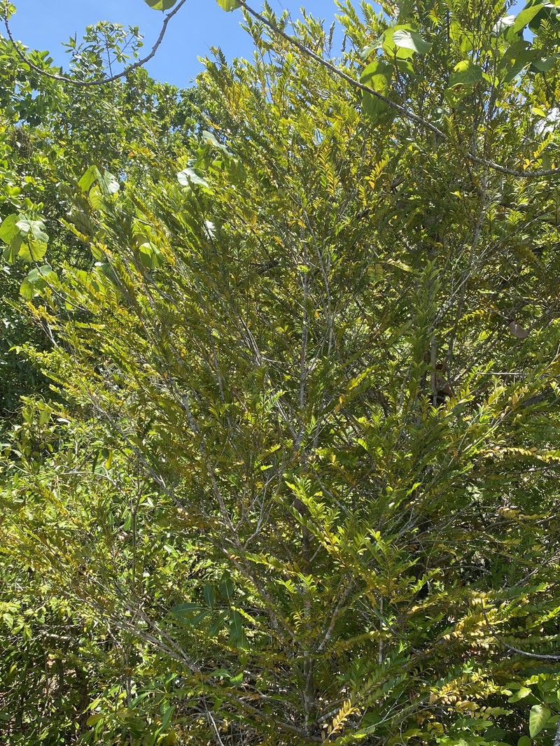 Diospyros boivinii photo 4