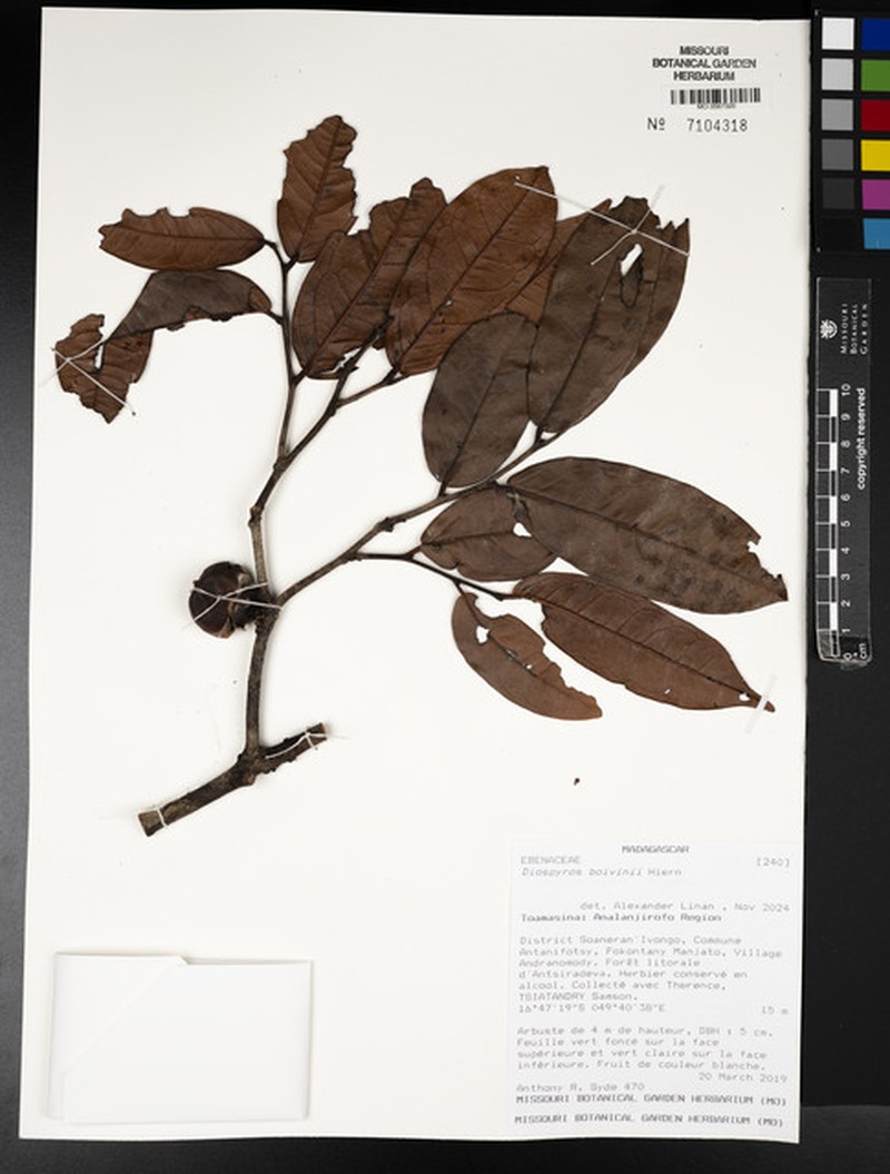 Diospyros boivinii photo 5