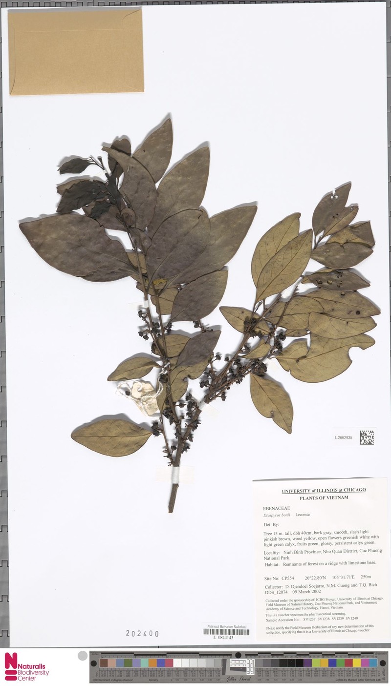 Diospyros bonii