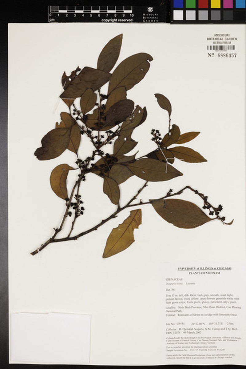Diospyros bonii photo 2