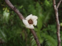 Diospyros borbonica