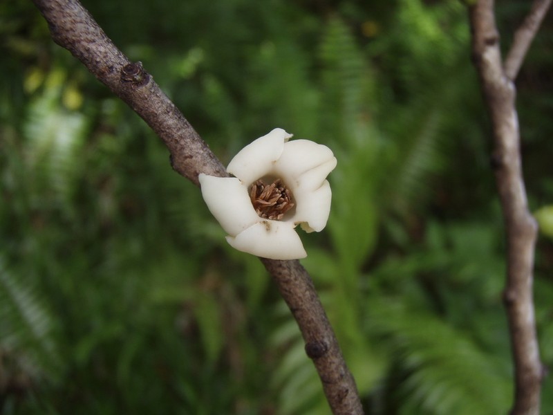 Diospyros borbonica