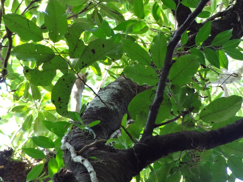Diospyros borbonica photo 2