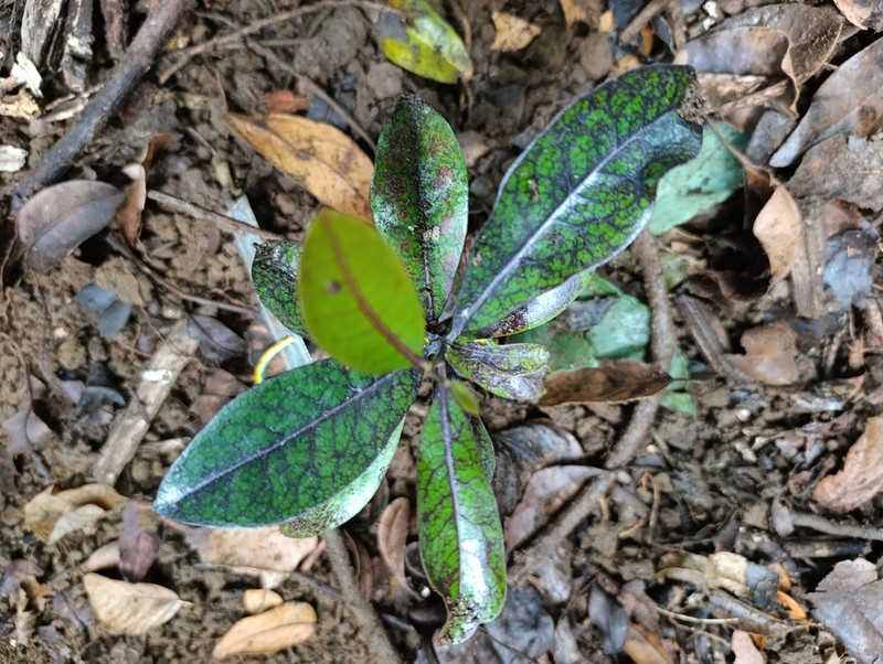 Diospyros borbonica photo 3