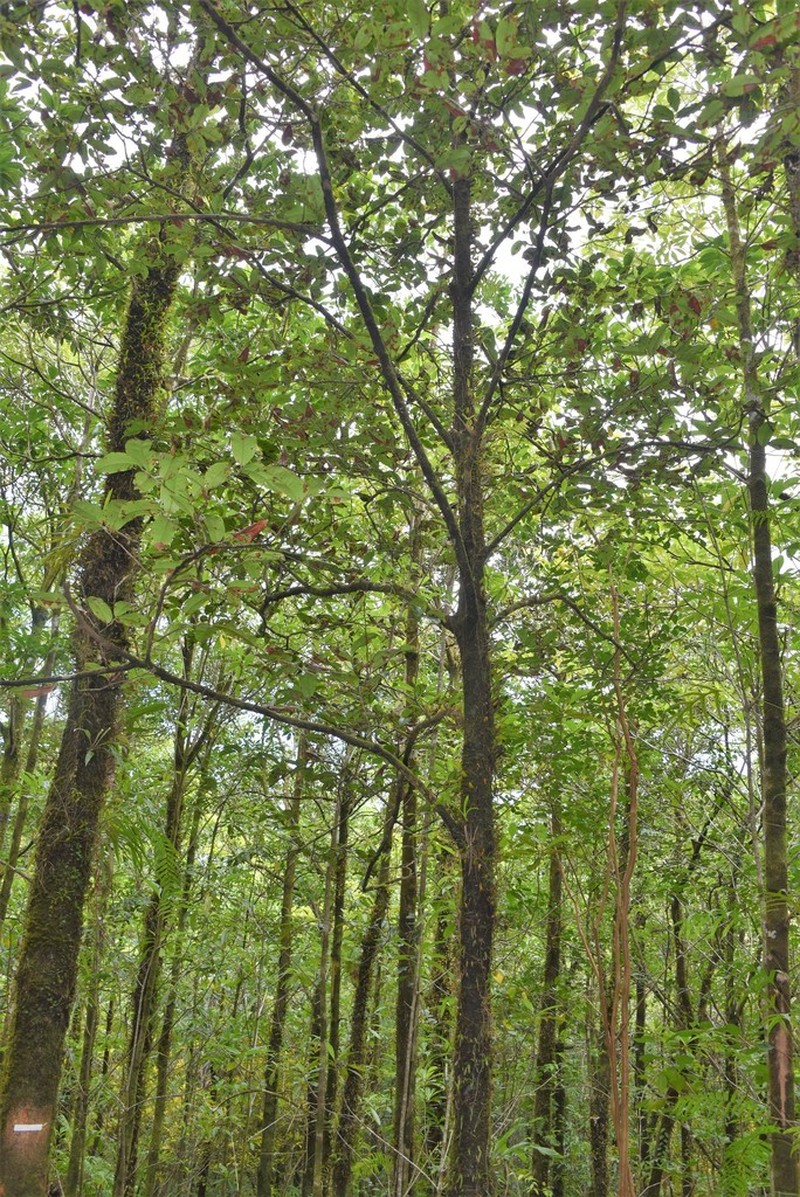 Diospyros borbonica photo 5