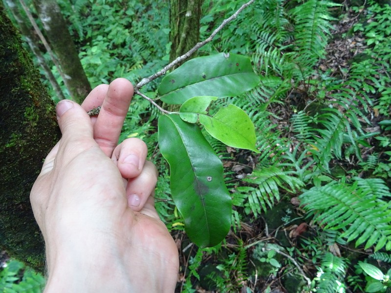 Diospyros borbonica photo 6