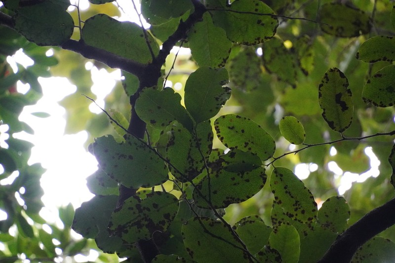 Diospyros borbonica photo 7