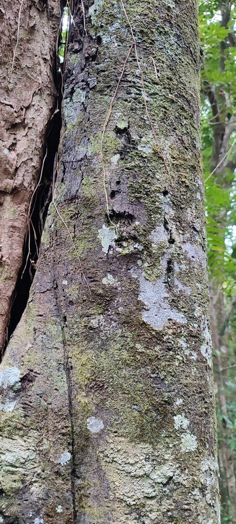 Diospyros borbonica photo 8