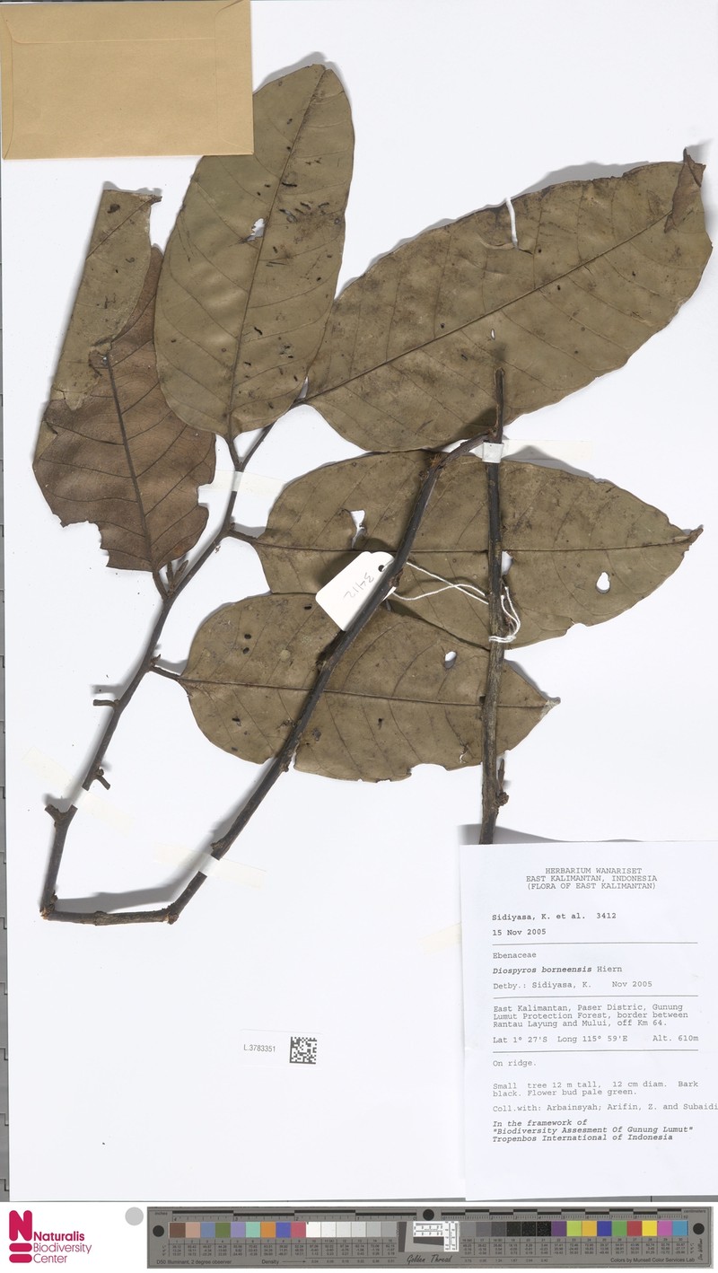 Diospyros borneensis