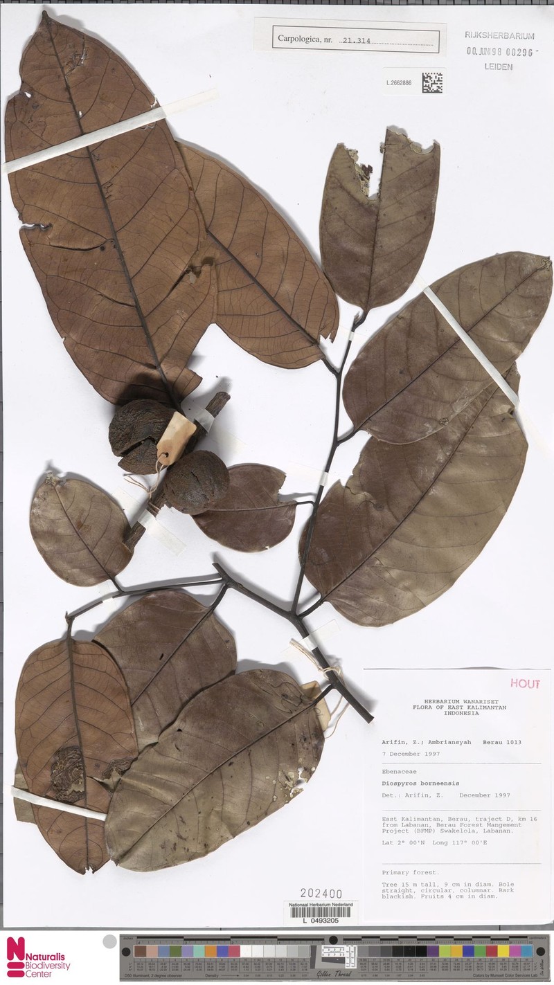 Diospyros borneensis photo 2