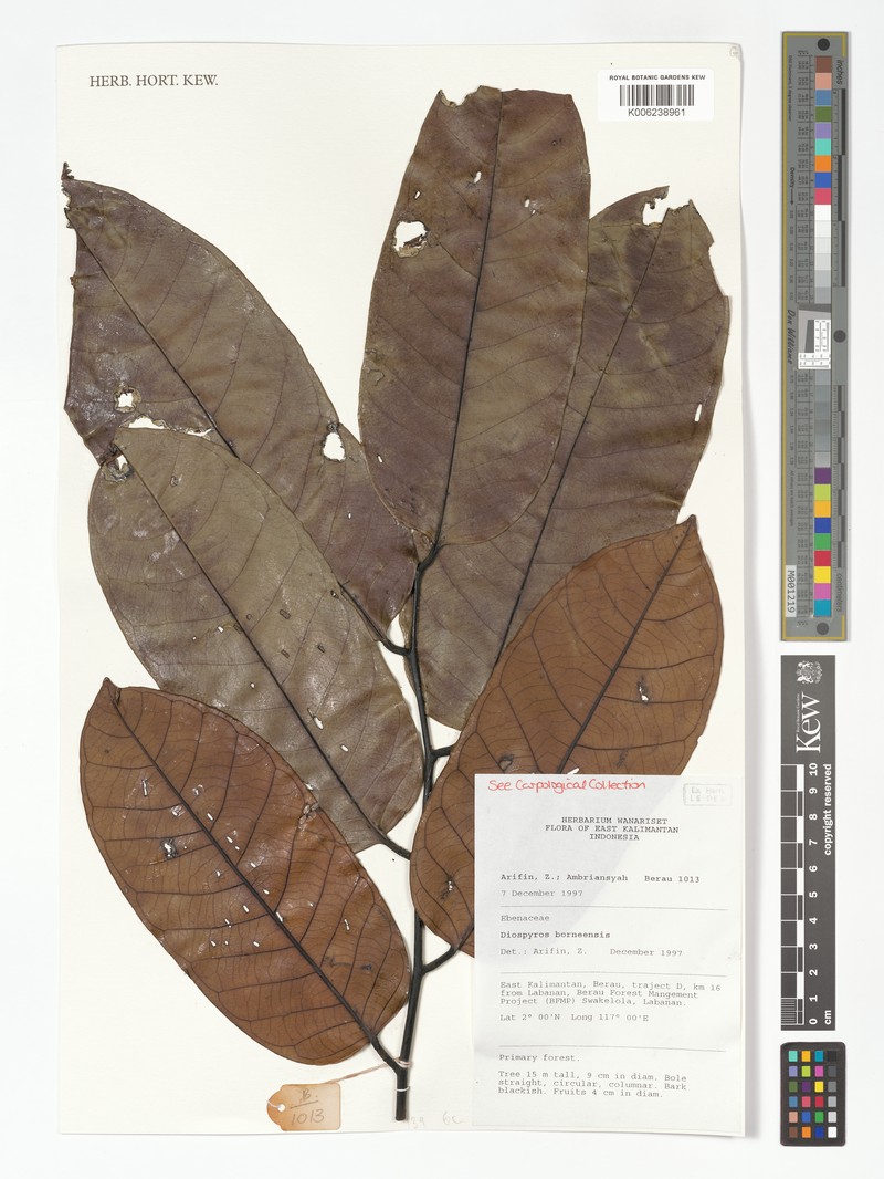 Diospyros borneensis photo 3