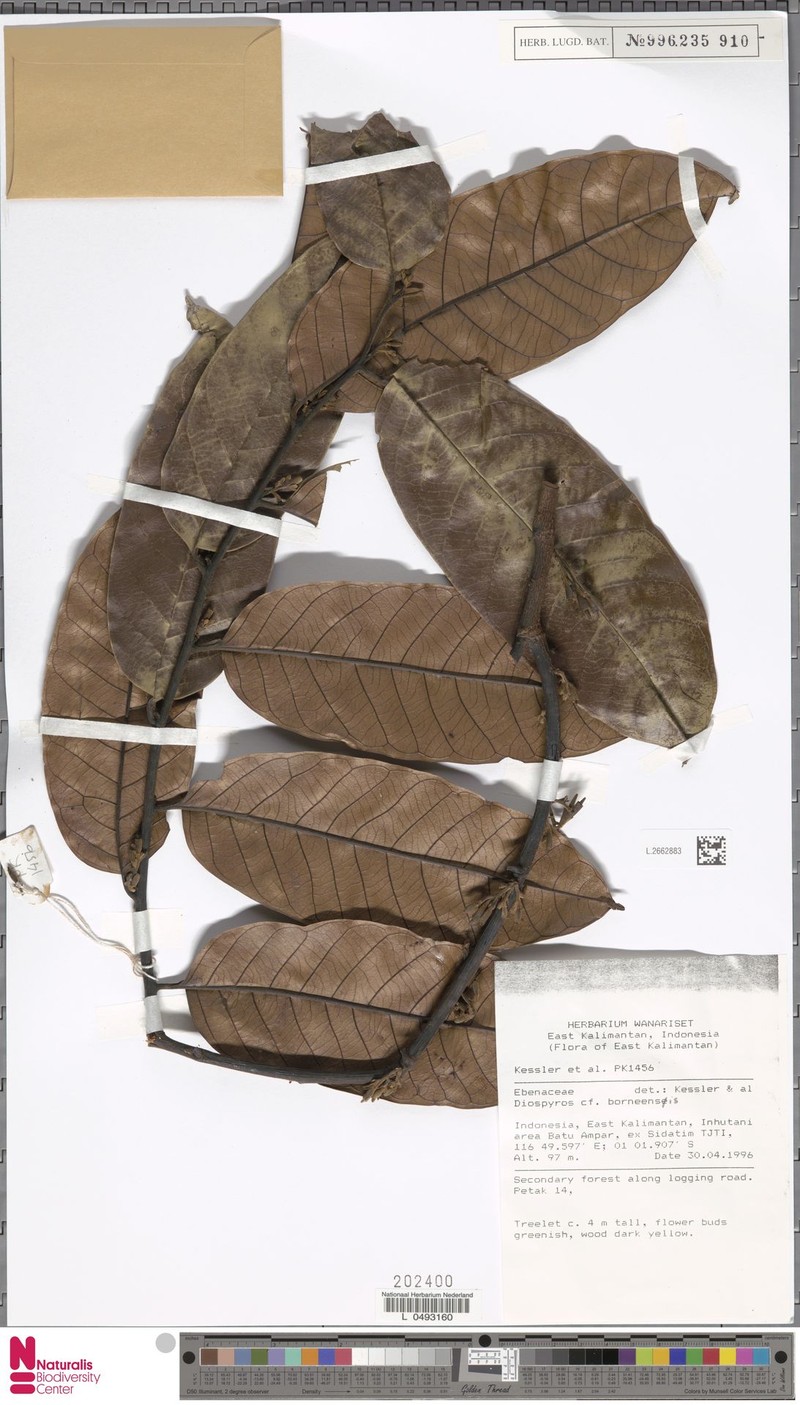 Diospyros borneensis photo 4