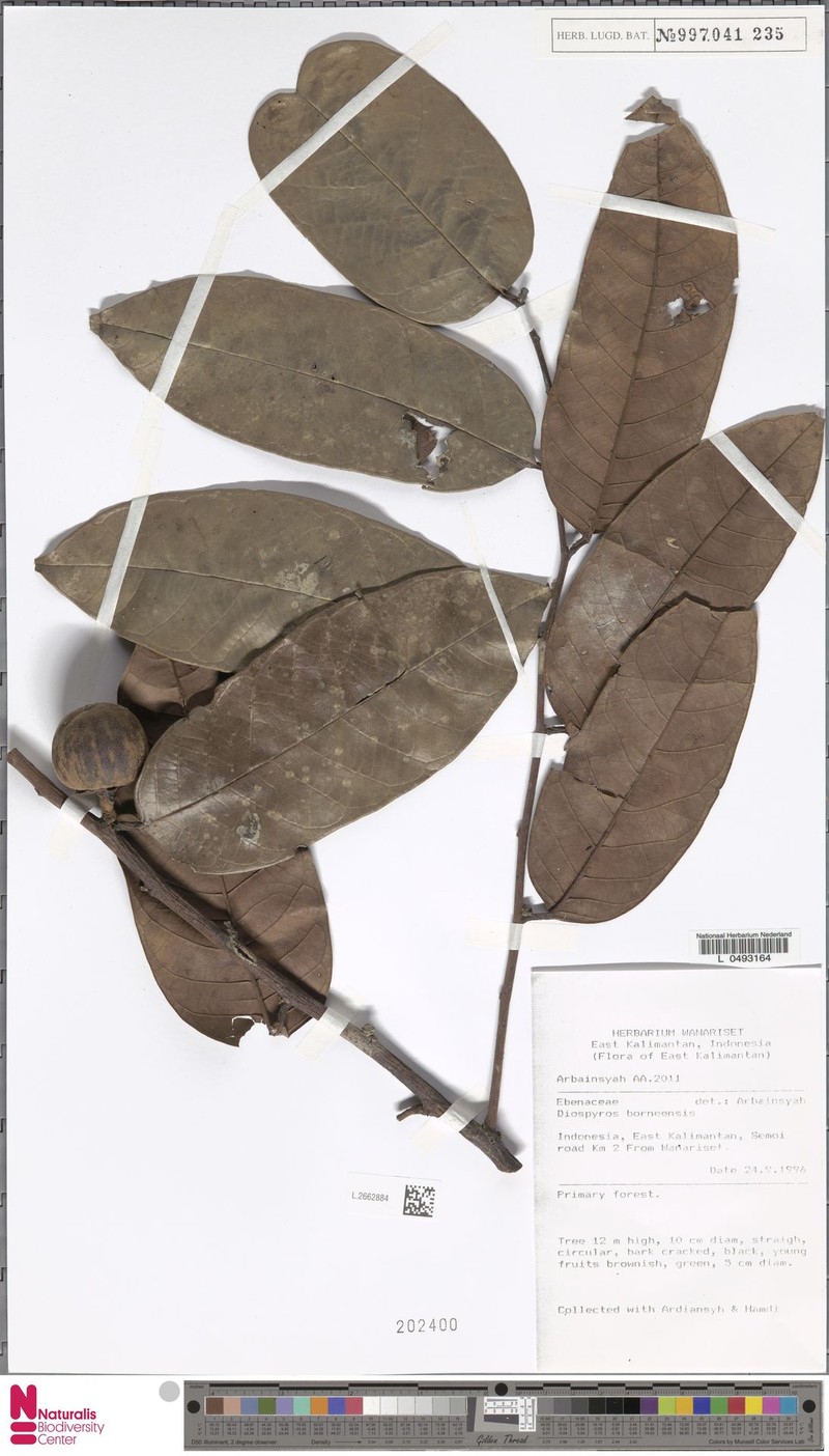 Diospyros borneensis photo 6