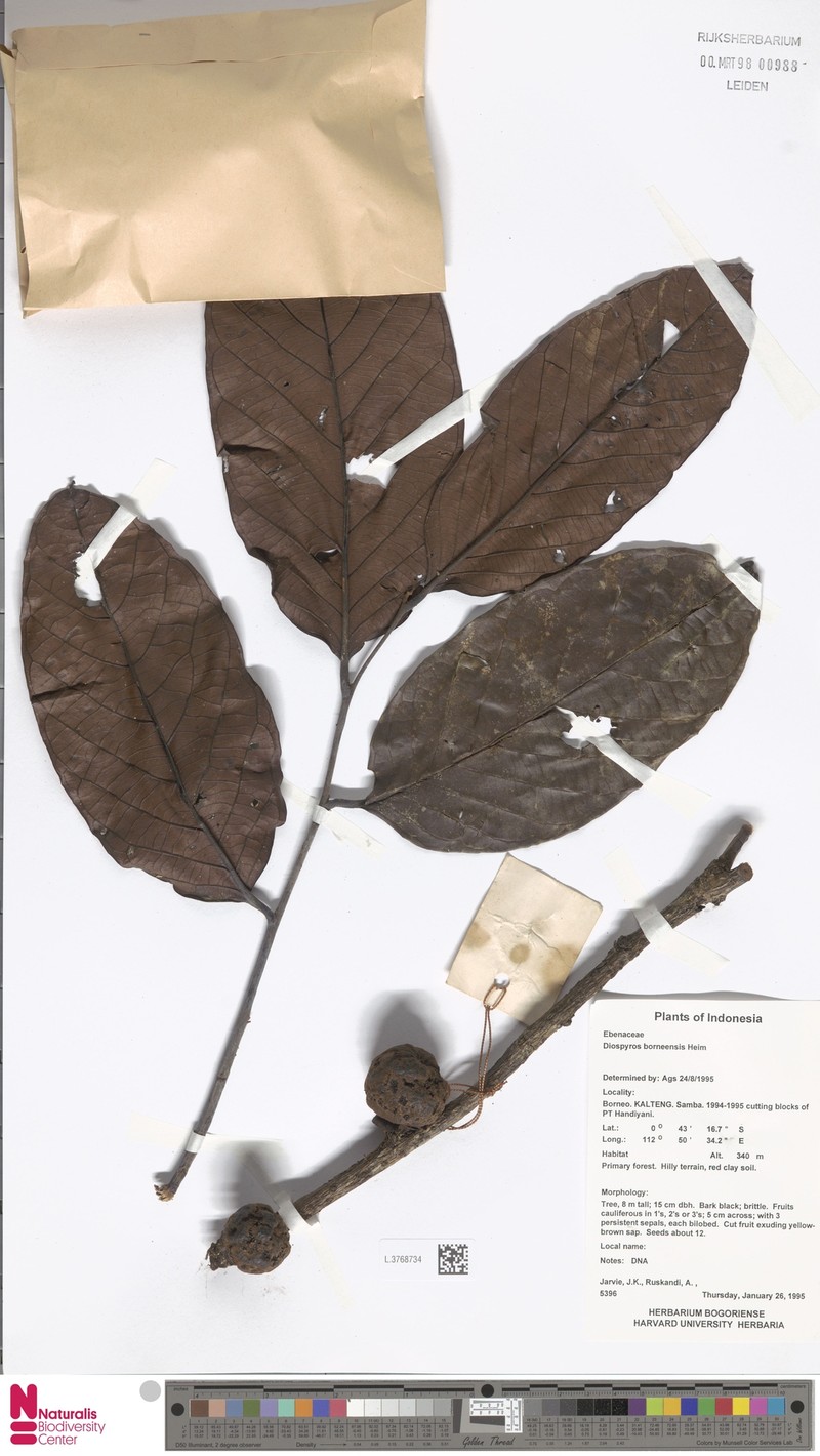 Diospyros borneensis photo 7
