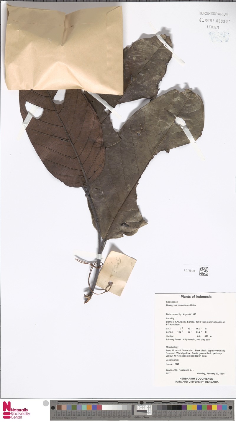 Diospyros borneensis photo 8