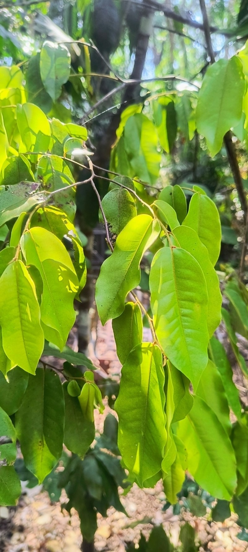 Diospyros bourdillonii photo 2