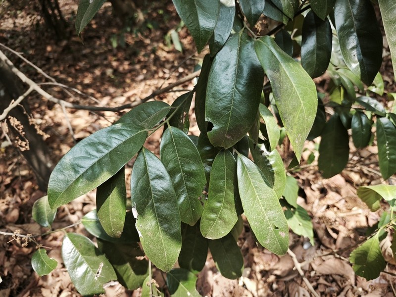 Diospyros bourdillonii photo 3