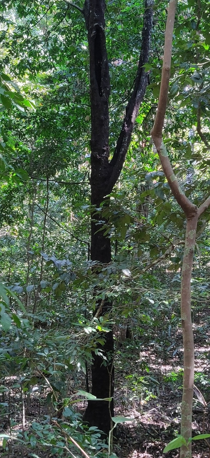 Diospyros bourdillonii photo 5