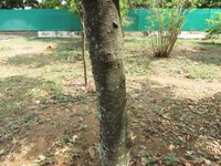 Diospyros bourdillonii