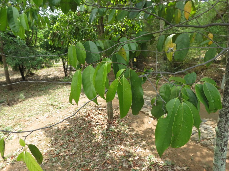 Diospyros bourdillonii photo 6