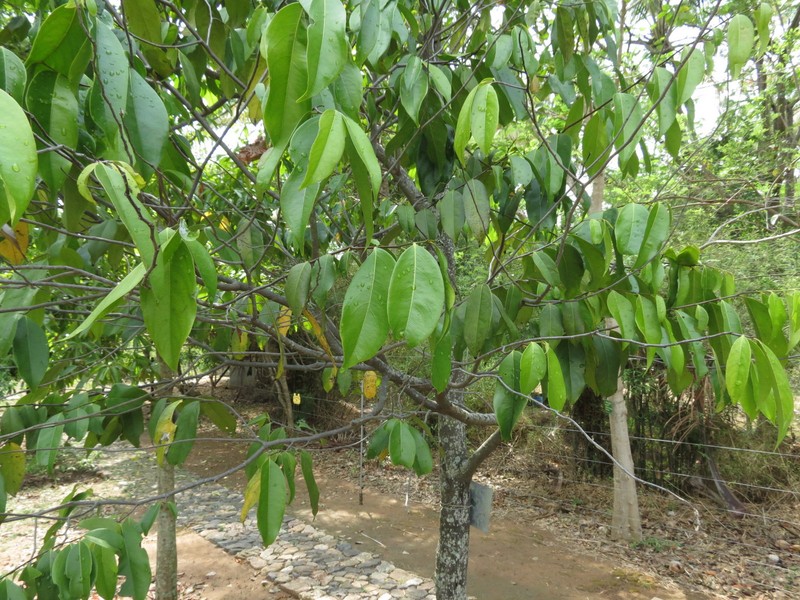 Diospyros bourdillonii photo 7