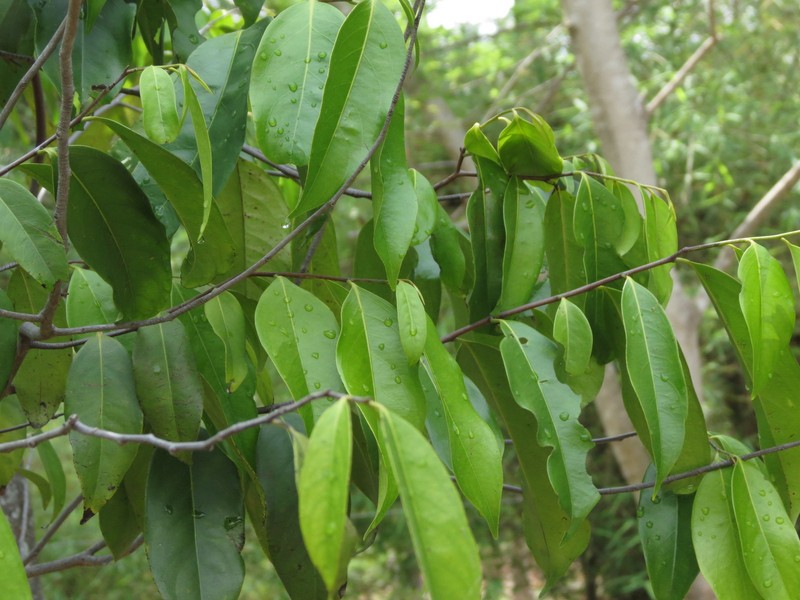 Diospyros bourdillonii photo 8