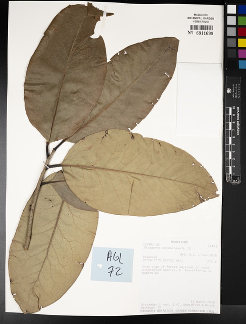 Diospyros boutoniana photo 2