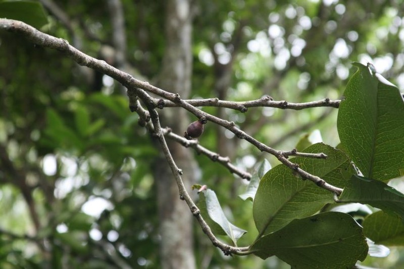 Diospyros boutoniana photo 3
