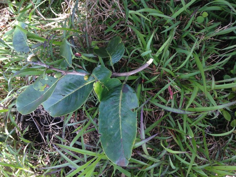 Diospyros boutoniana photo 4