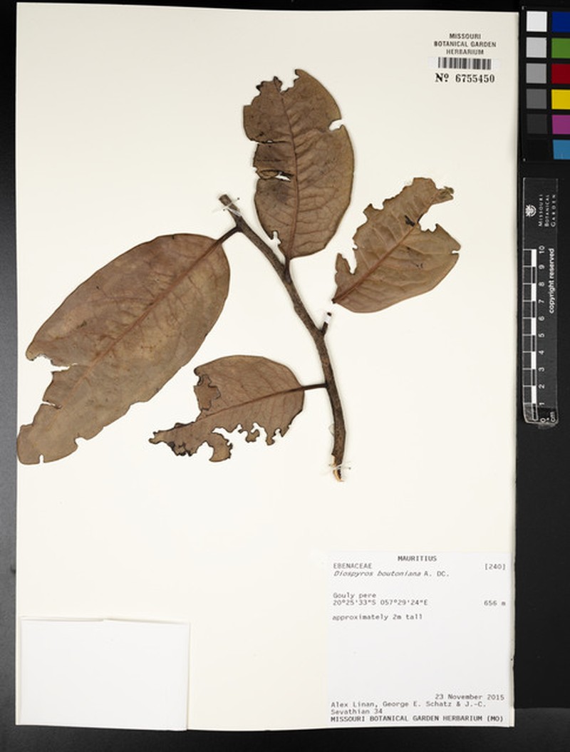 Diospyros boutoniana photo 5