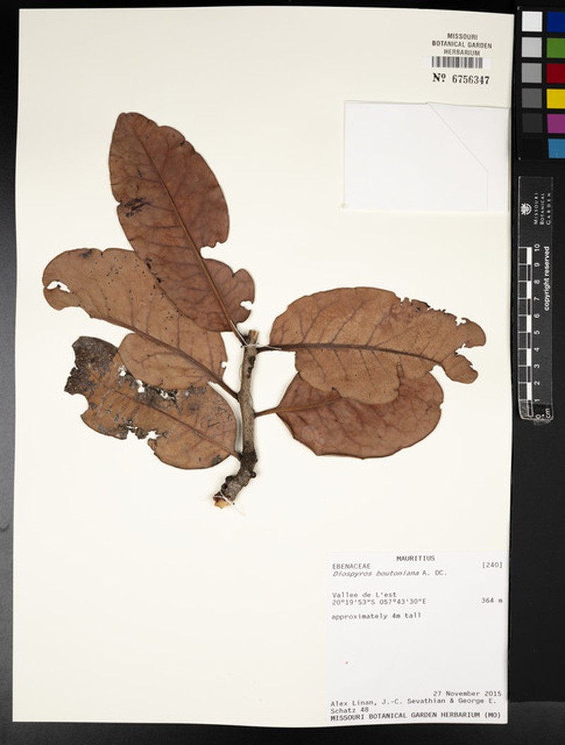 Diospyros boutoniana photo 6