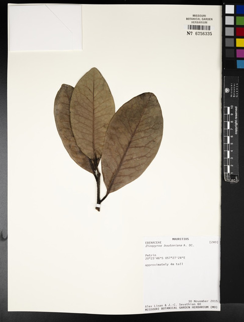 Diospyros boutoniana photo 8