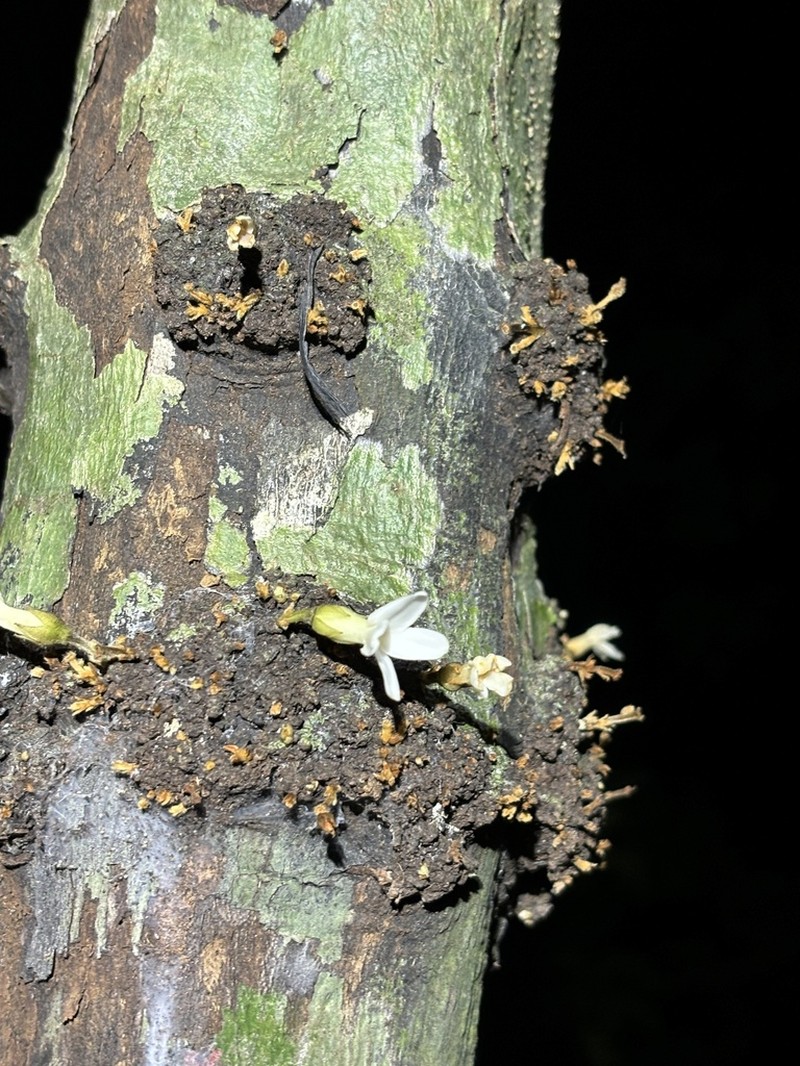Diospyros brandisiana