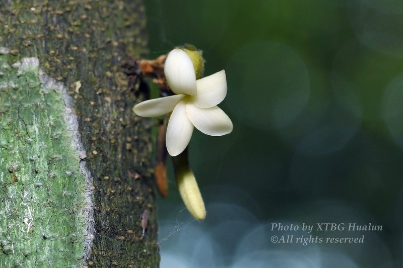Diospyros brandisiana photo 2