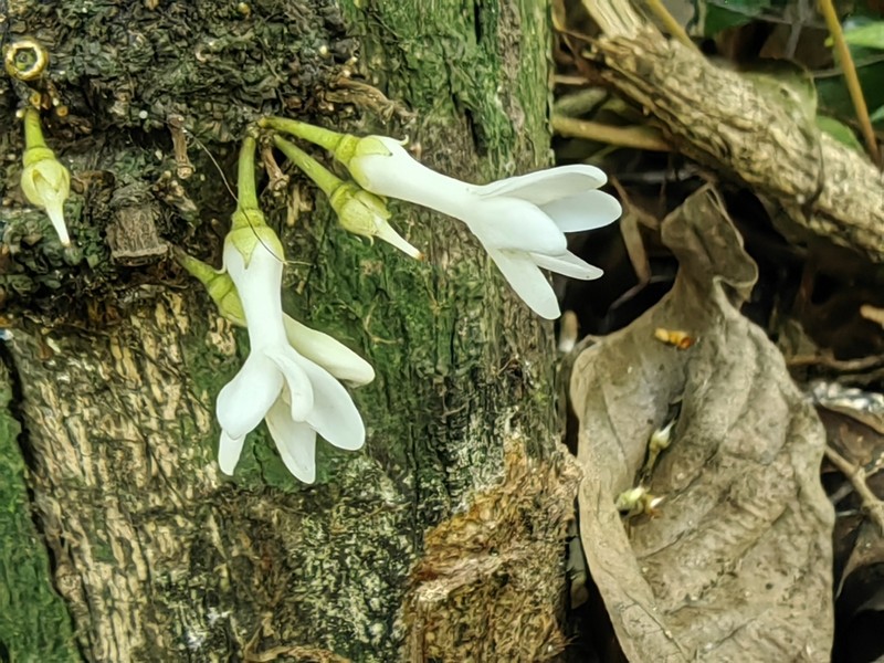 Diospyros brandisiana photo 3