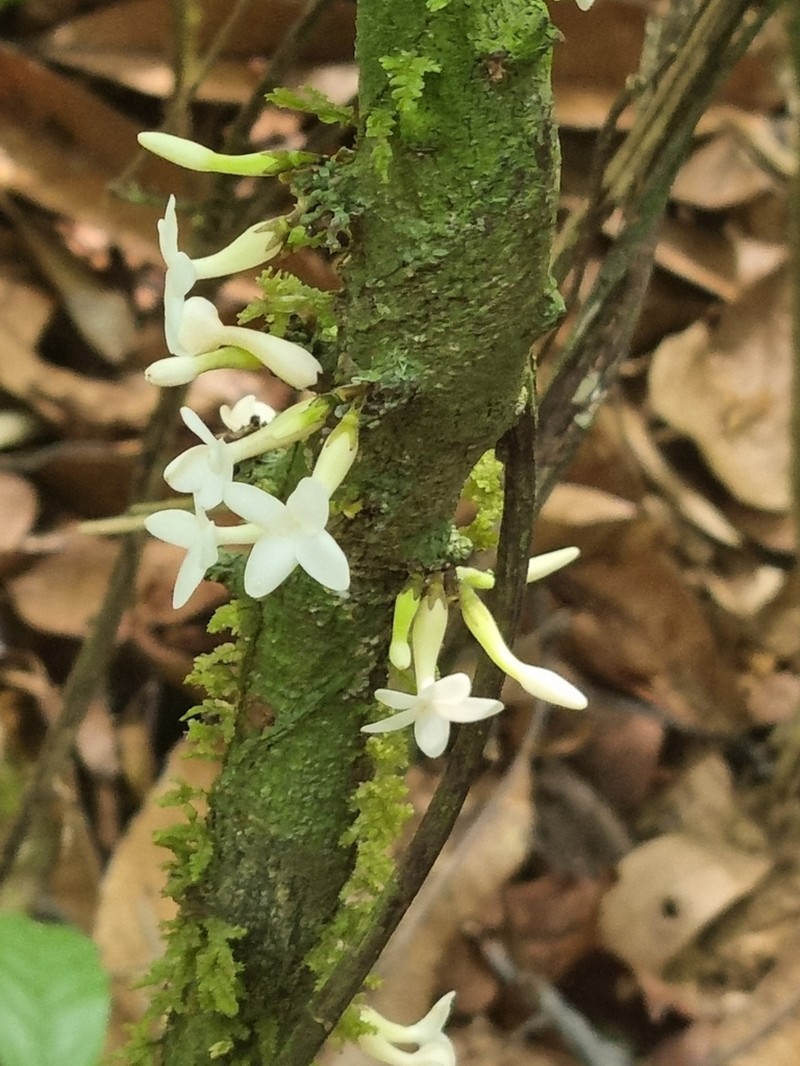 Diospyros brandisiana photo 4