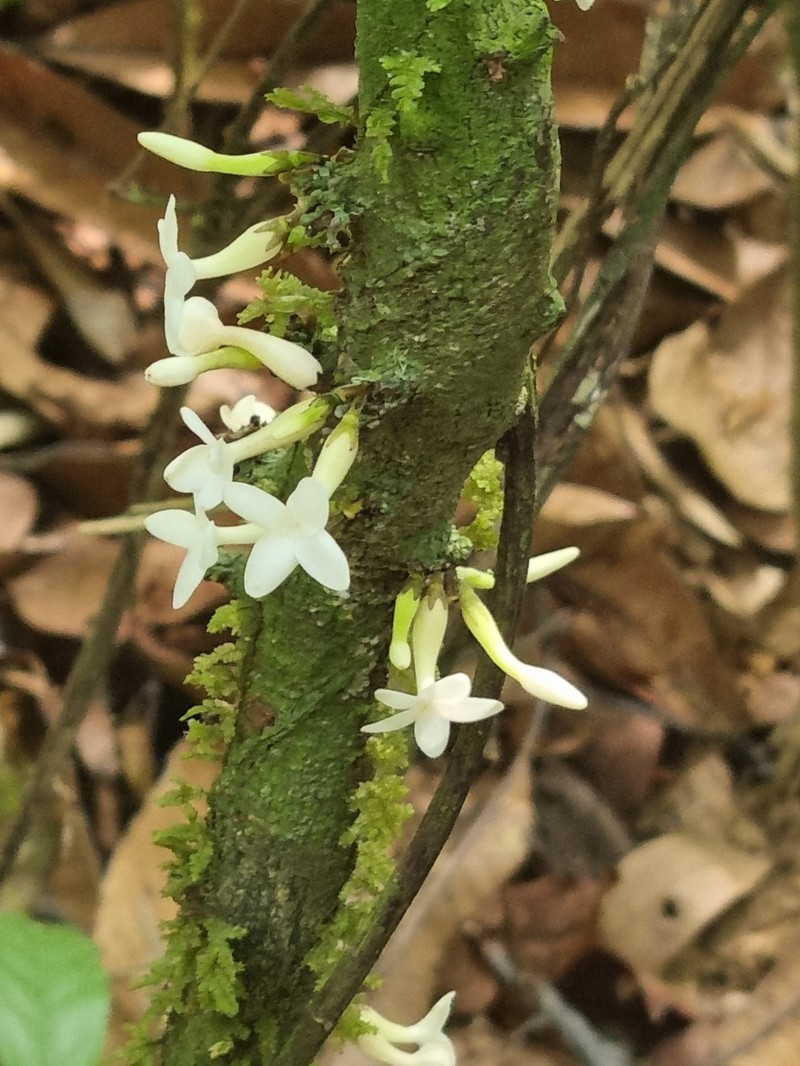 Diospyros brandisiana photo 5