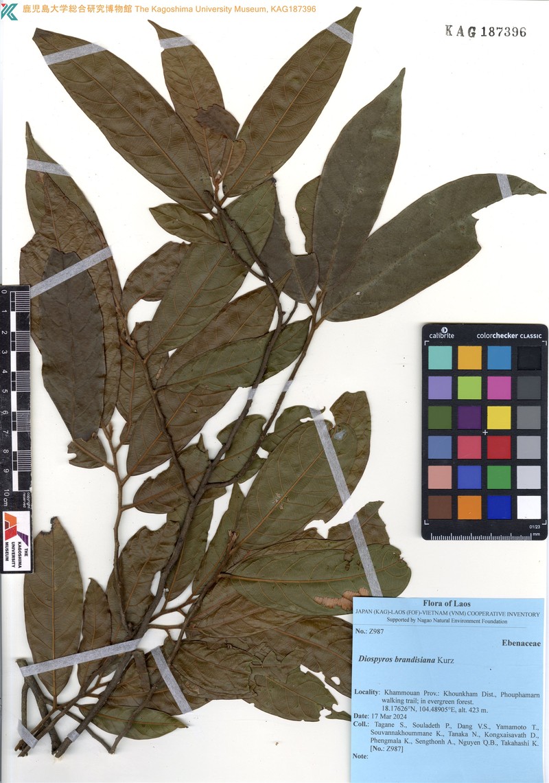 Diospyros brandisiana photo 6