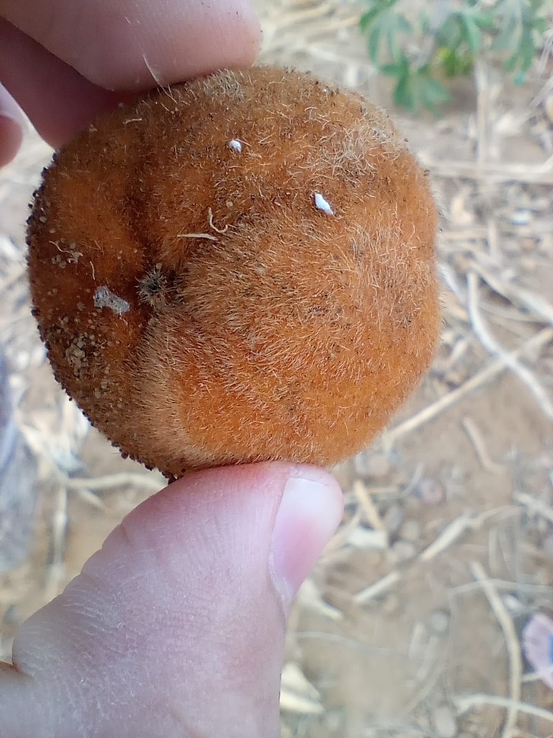 Diospyros brasiliensis