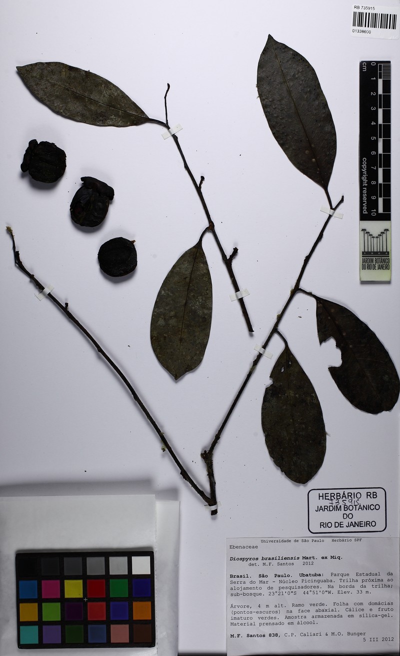 Diospyros brasiliensis photo 2