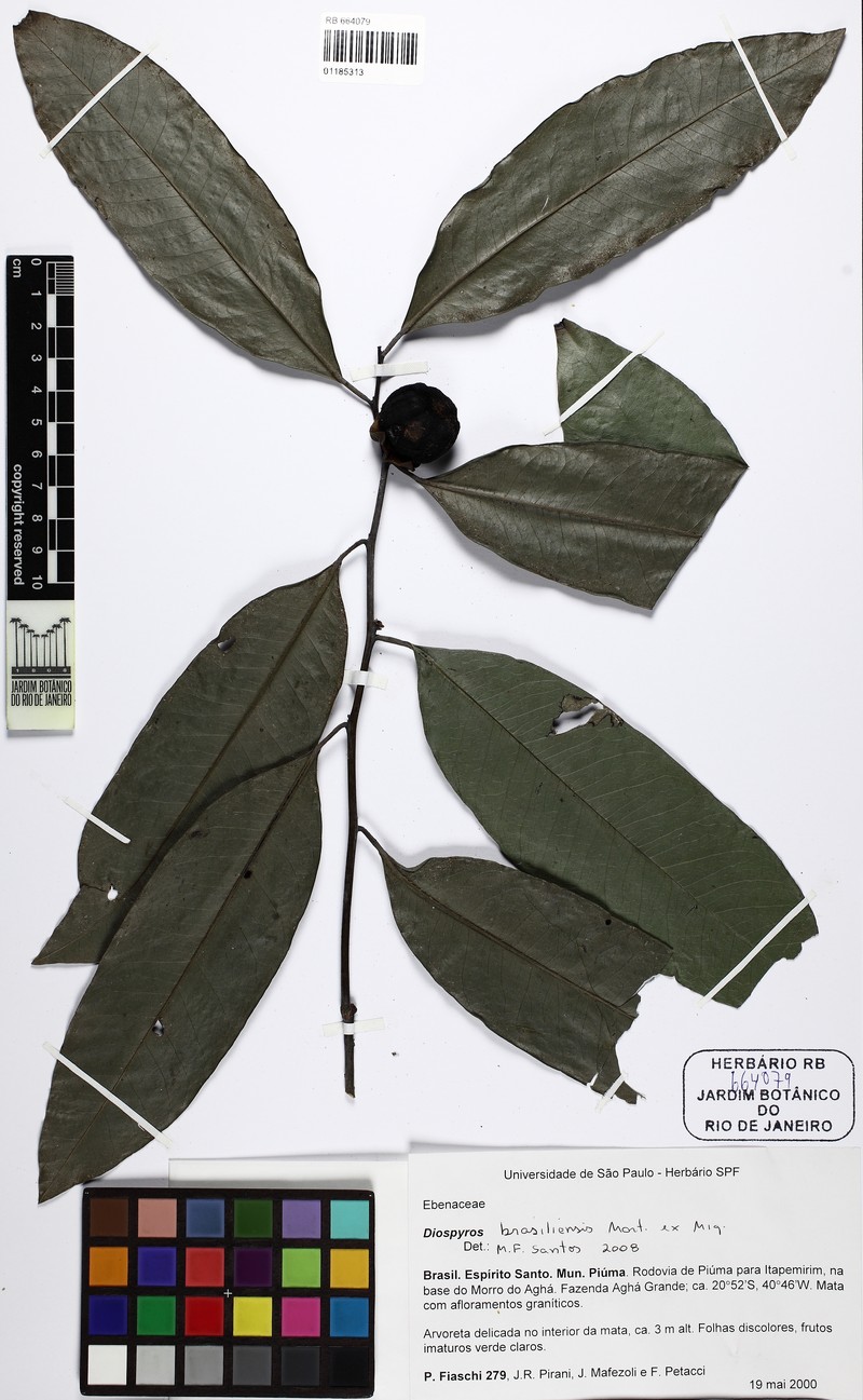 Diospyros brasiliensis photo 3