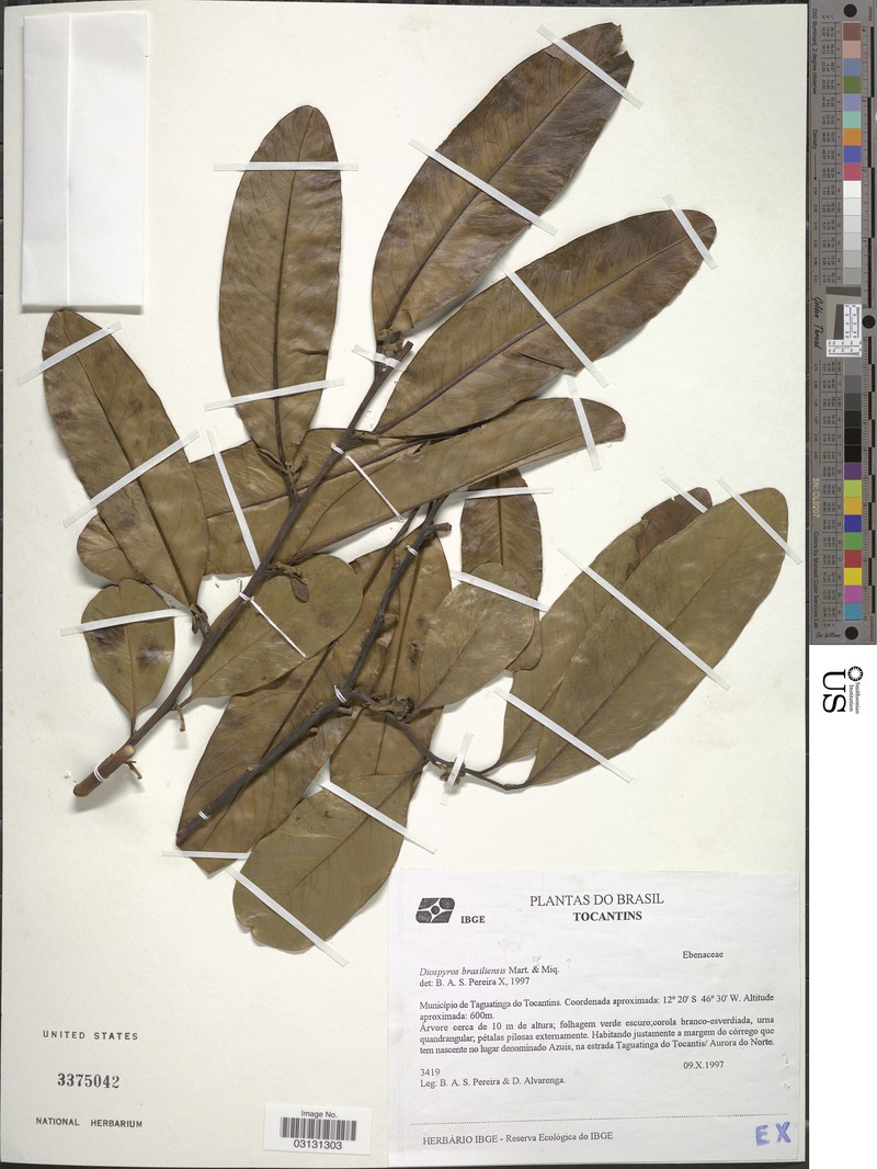 Diospyros brasiliensis photo 4