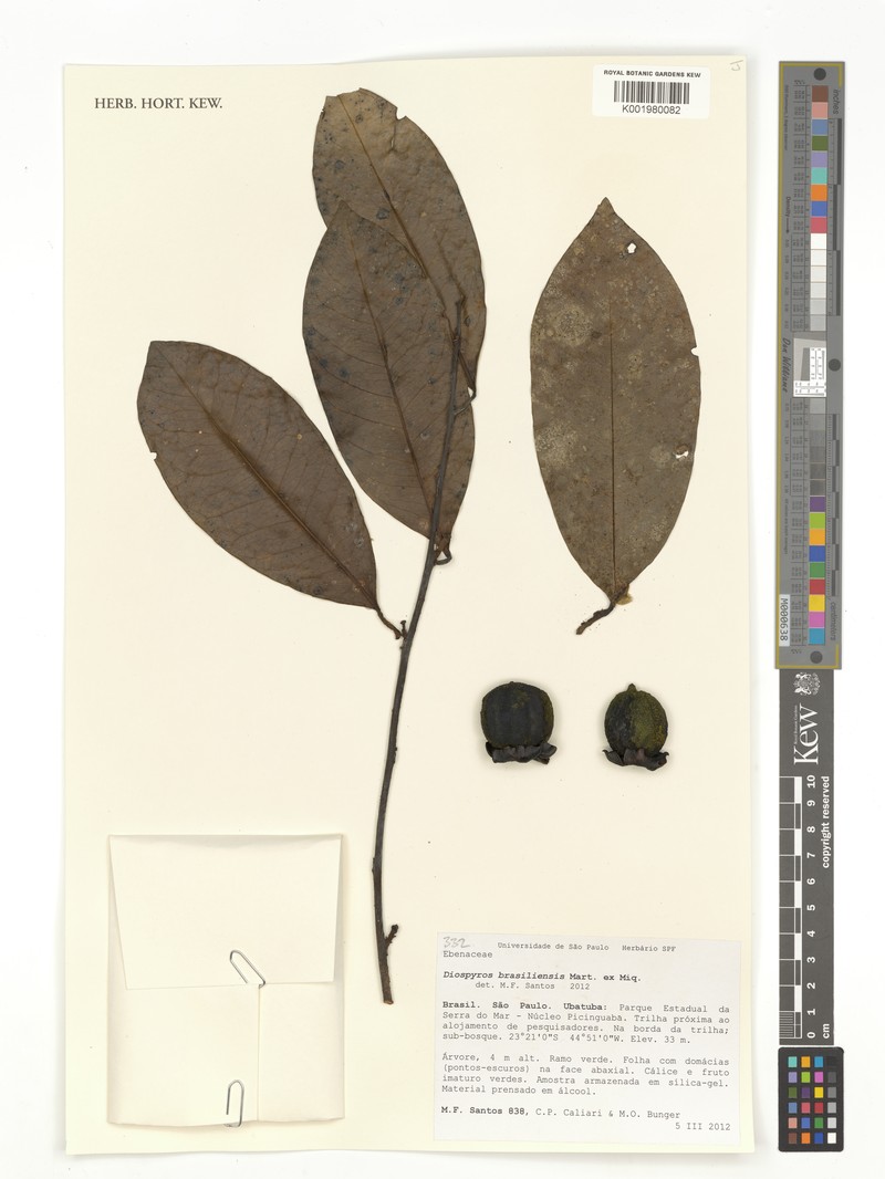 Diospyros brasiliensis photo 5